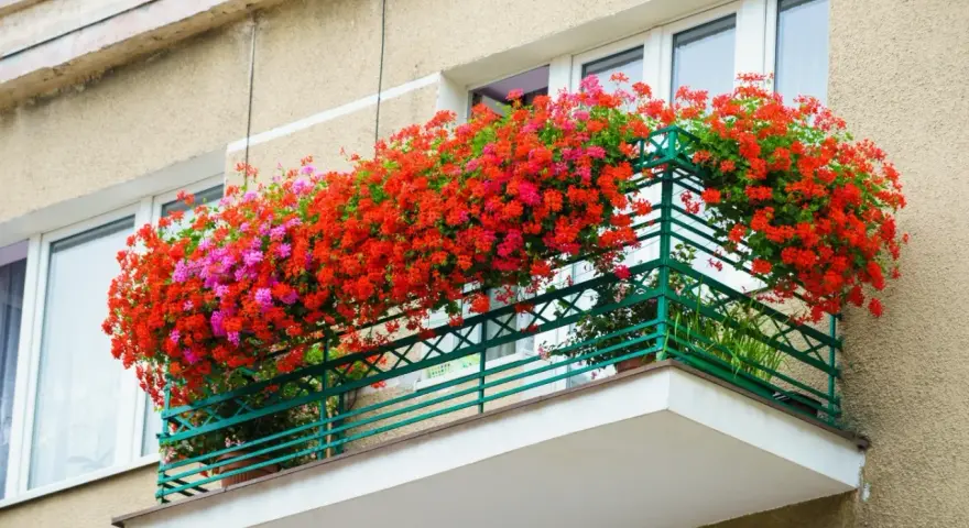 Balkon pełen kwitnących pelargonii w odcieniach czerwieni i różu. Te piękne kwiaty doniczkowe cieniolubne tworzą barwną kaskadę.