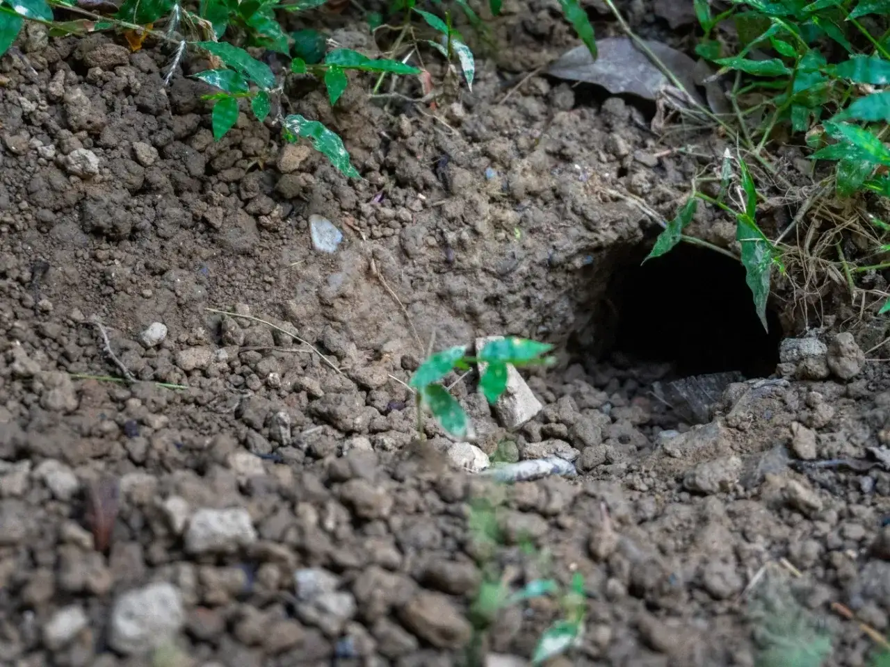 Ciemna nora w ziemi, otoczona trawą i kamieniami. To może być to, czego boją się szczury – nieznane i potencjalnie niebezpieczne.