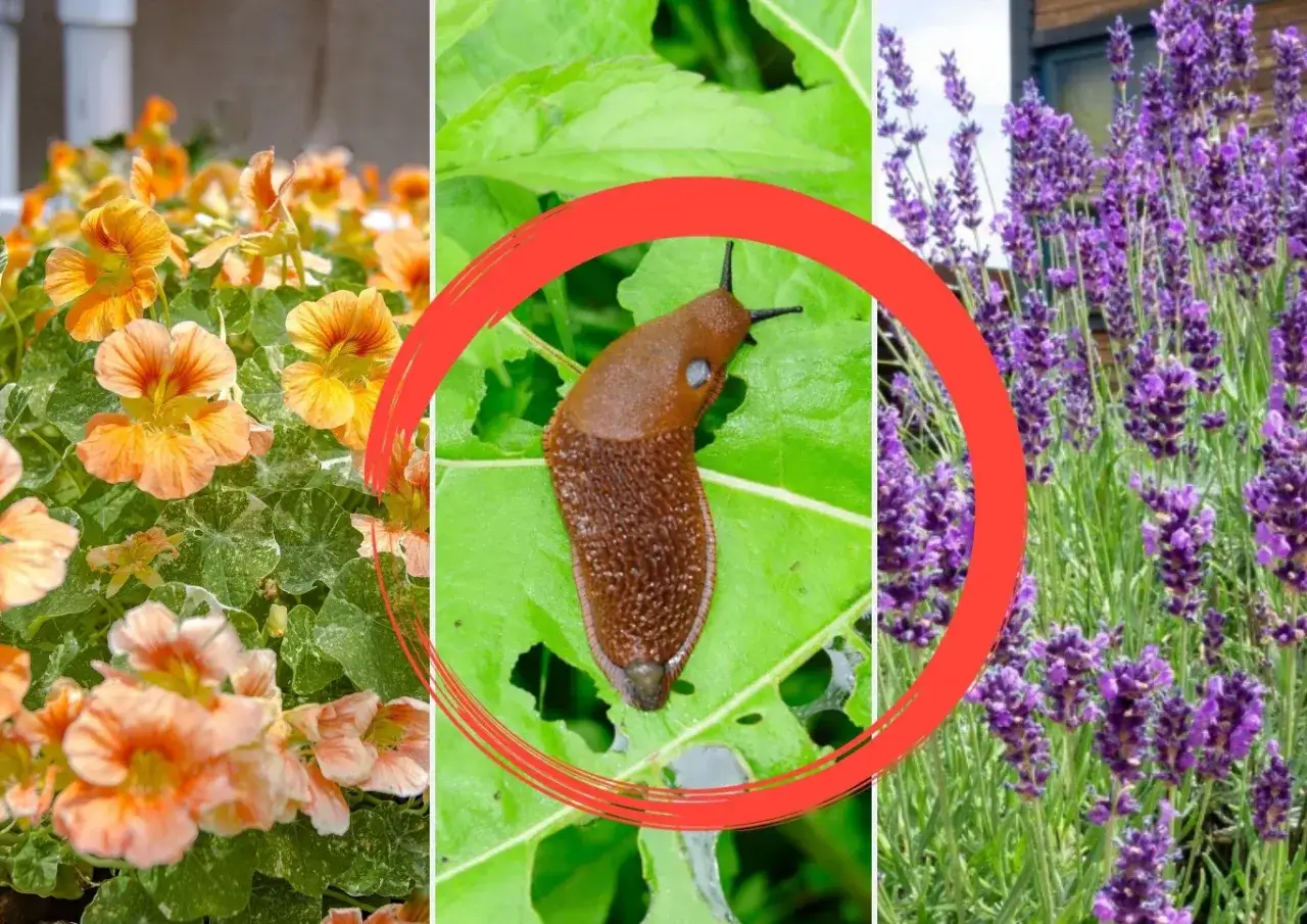 Pomarańczowe kwiaty, ślimak na liściu i lawenda. Czego nie lubią ślimaki w ogrodzie? Zobacz, co je odstrasza.