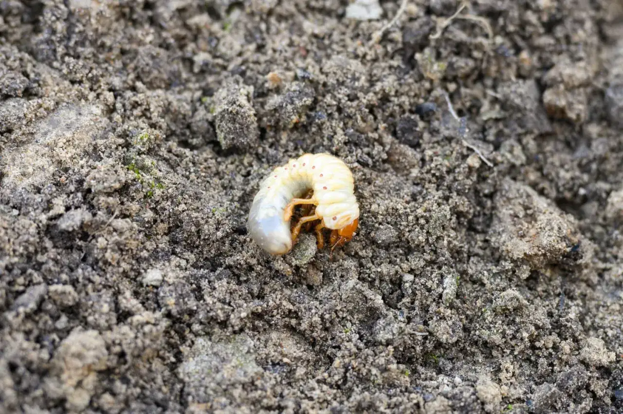 Żółta larwa, której nie lubią opuchlaki, wijąca się w ziemi. Ma pomarańczową głowę i nogi.