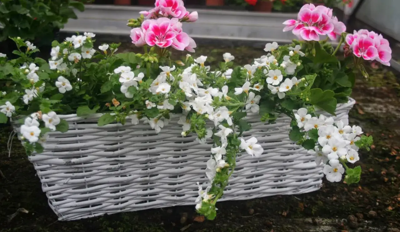 Biała lobelia w wiklinowym koszu, świetnie komponuje się z różowymi pelargoniami. Idealna do stworzenia wiosennej kompozycji.
