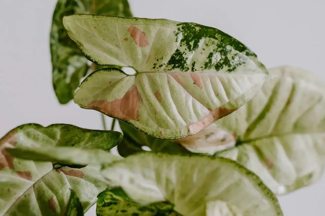 Liście syngonium odmiany 'Pink Splash' z zielonymi i różowymi plamami, tworzące piękny wzór.