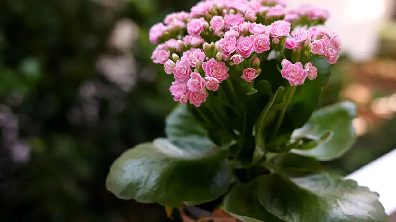 Kalanchoe kwiat w odcieniu pudrowego różu, z gęstymi, zielonymi liśćmi.