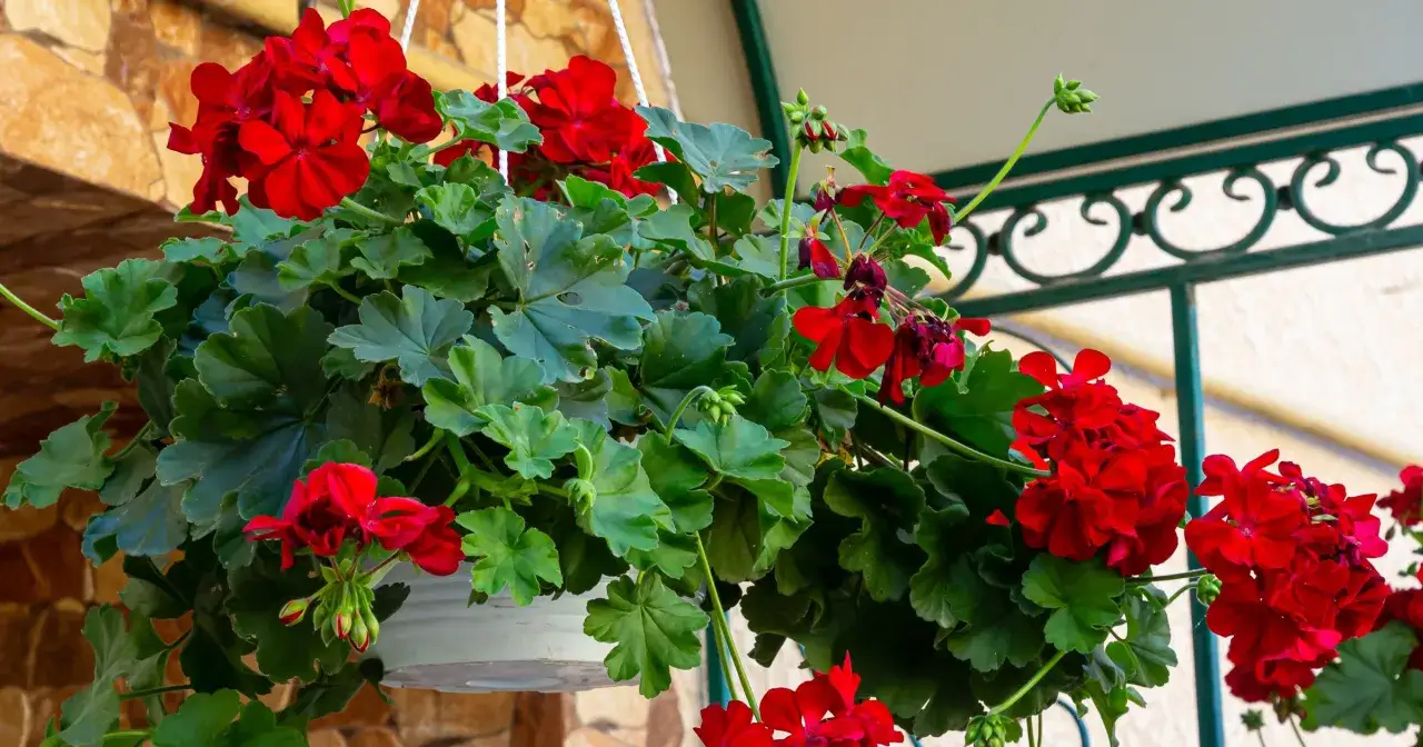 Kwitnące czerwone pelargonie w wiszącej donicy. Czy pelargonie można podlewać drożdżami? Te piękne kwiaty zasługują na najlepszą pielęgnację.