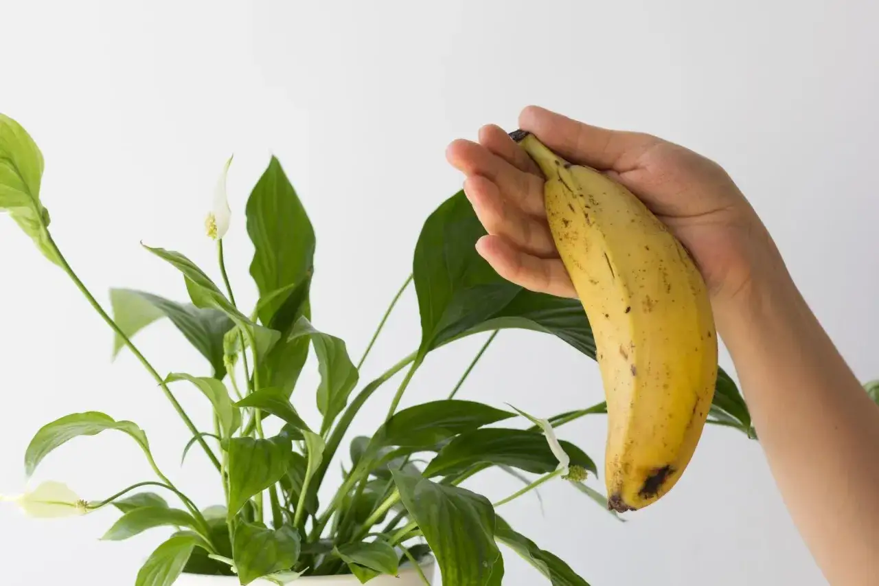 Dłoń trzyma banana, który może posłużyć jako domowy nawóz do skrzydłokwiatu.