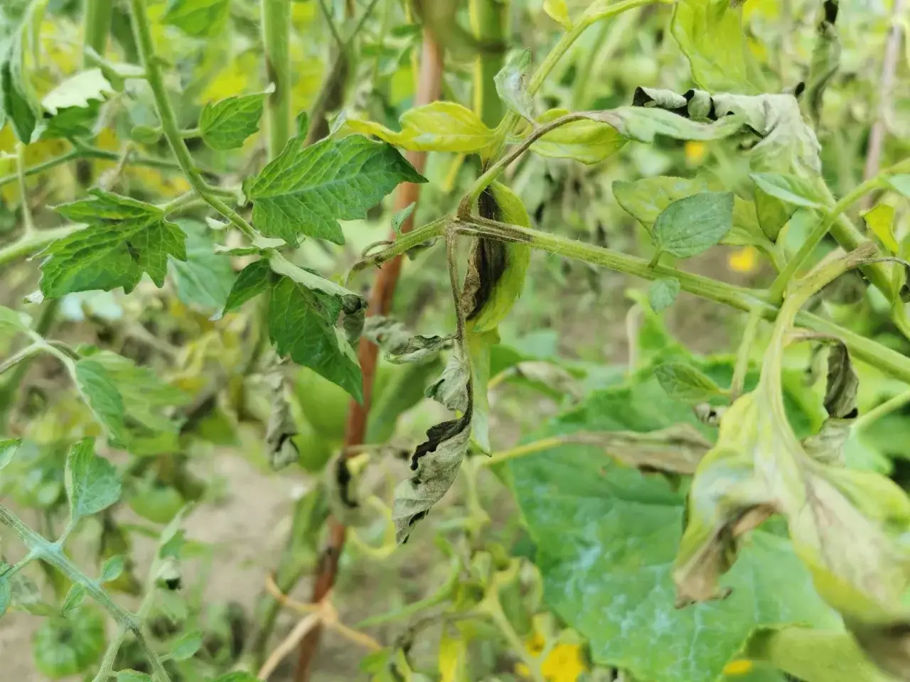 Liście pomidorów z brązowymi plamami i suchymi brzegami, objawy zarazy ziemniaczanej.