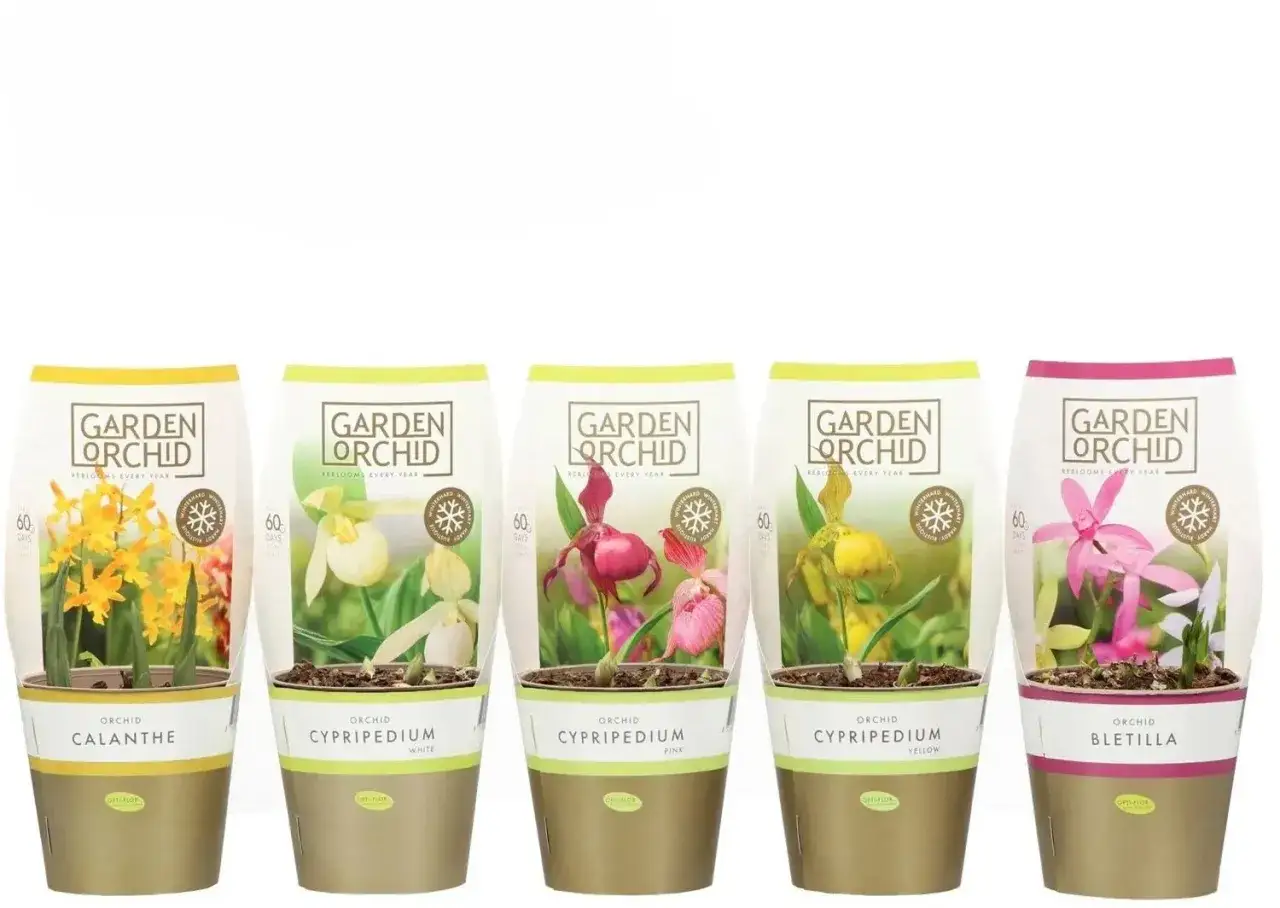 Pięć doniczek z różnymi odmianami storczyków: żółte Calanthe, białe, różowe i żółte Cypripedium, oraz różowe Bletilla.