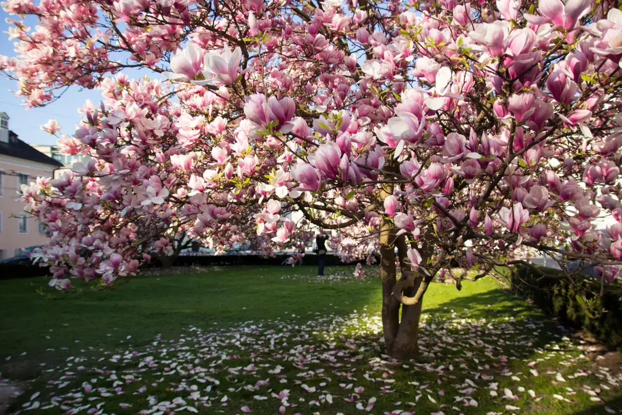 Kwiaty magnolii w doniczce tworzą różowy dywan na trawie.
