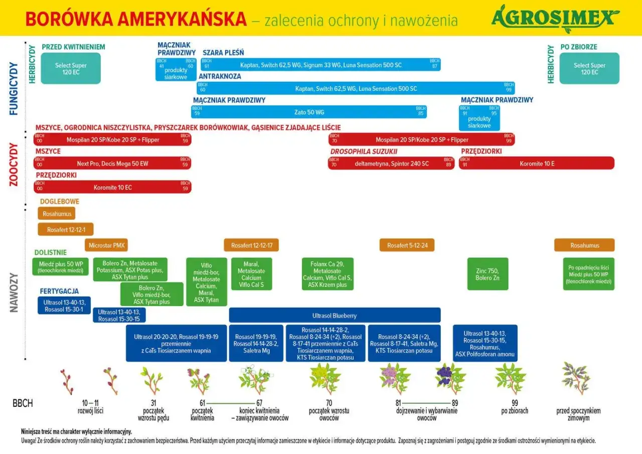 Kiedy nawozić borówki? Schemat ochrony i nawożenia borówki amerykańskiej, od przed kwitnieniem po zbiory, z podziałem na fazy rozwojowe BBCH.