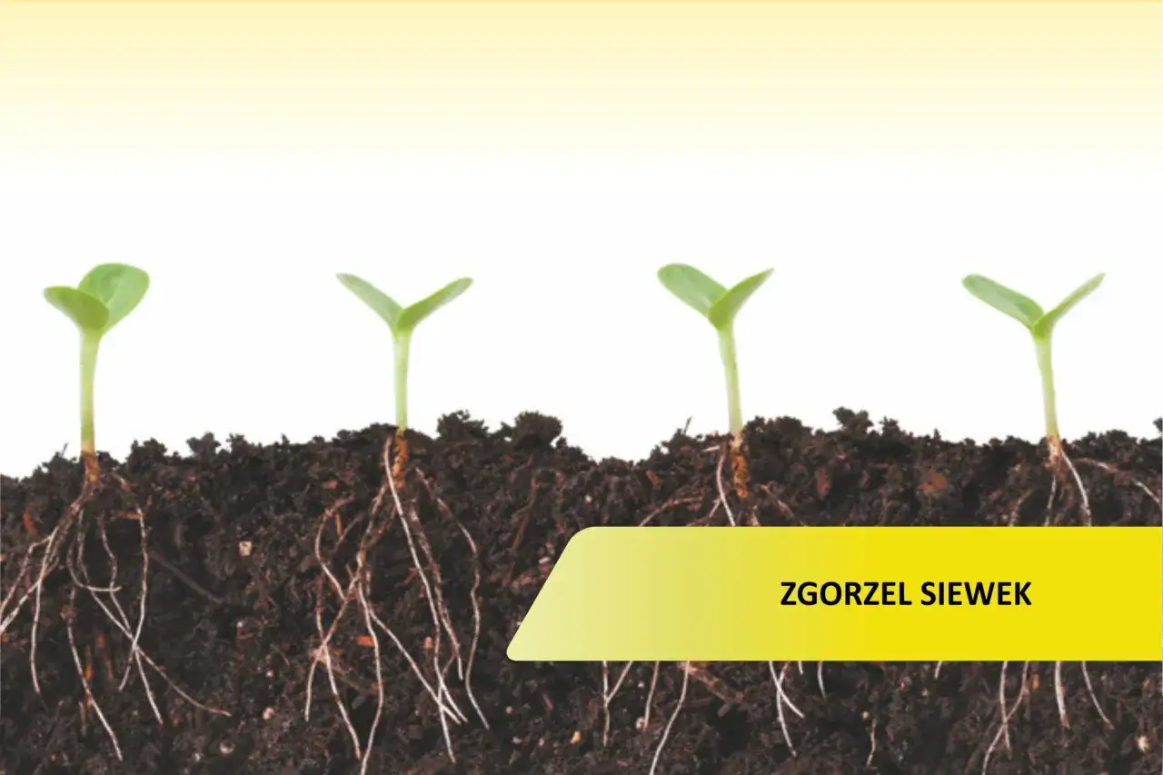 Cztery młode rośliny z widocznymi korzeniami w ziemi. Na dole żółty pasek z napisem 