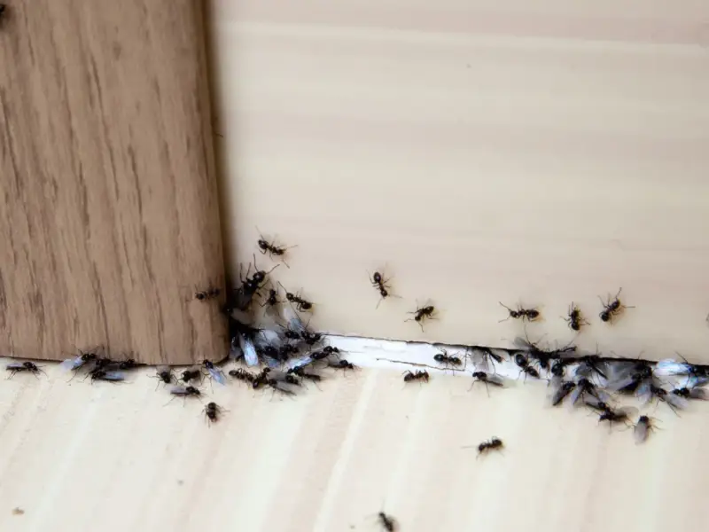 Rój mrówek z czarnymi skrzydłami zbliża się do drewnianej powierzchni. Może cynamon na mrówki zadziała?