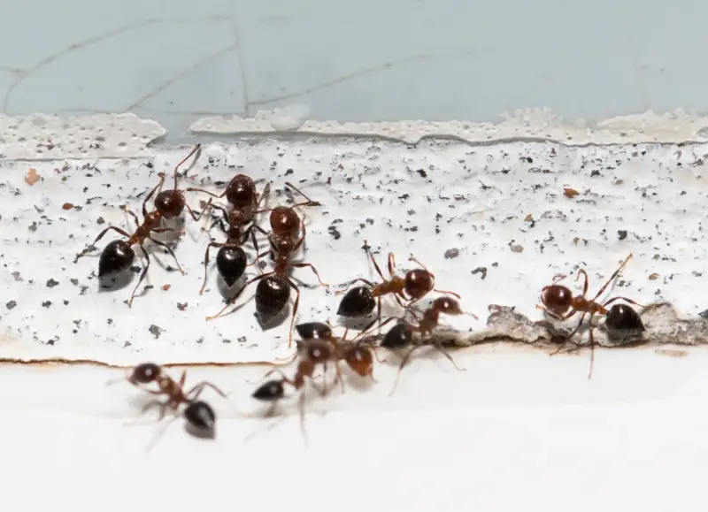 Mrówki zbierają się na białej powierzchni, być może w poszukiwaniu mąki kukurydzianej na mrówki.