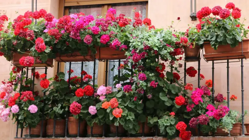 Balkon pełen kwitnących pelargonii w odcieniach różu i czerwieni. Idealne kwiaty na balkon, tworzące barwną kaskadę.
