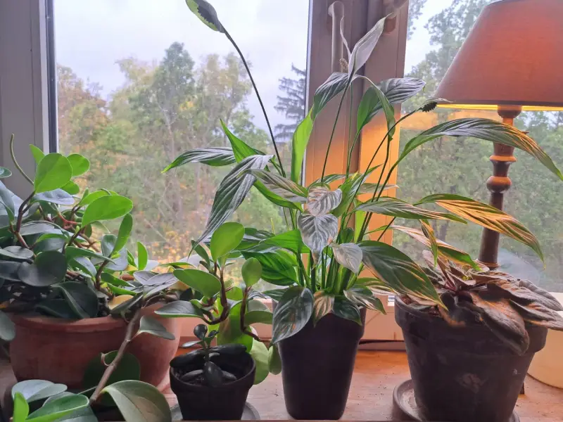 Skrzydłokwiat na parapecie, kwitnie, a obok inne rośliny. Może potrzebuje domowy nawóz do skrzydłokwiatu?