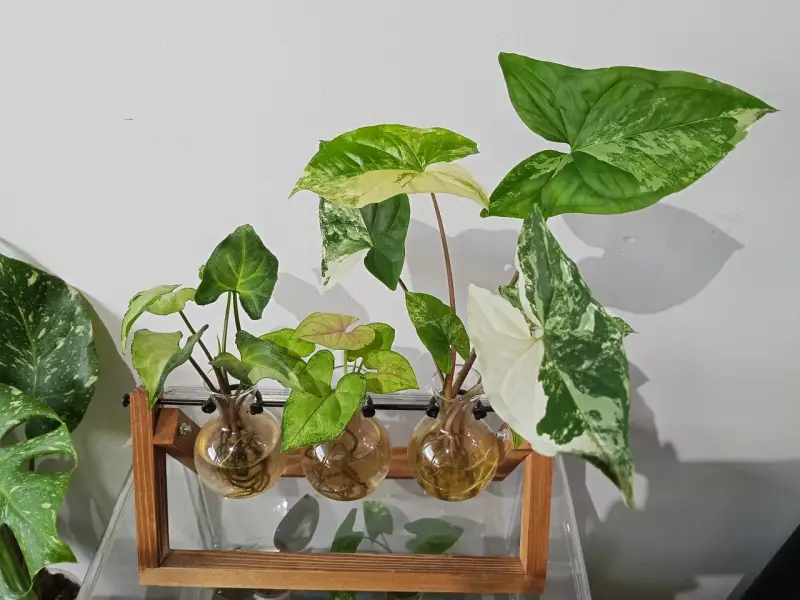 Różnorodne syngonium odmiany w szklanych wazonach, z liśćmi w odcieniach zieleni i bieli, na tle białej ściany.